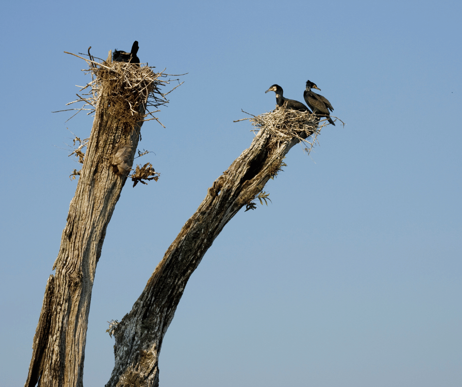 Periyar National Park